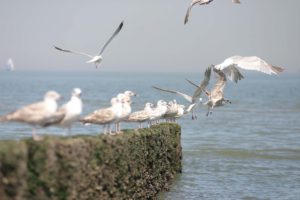 Vliegende meeuwen bij het strand